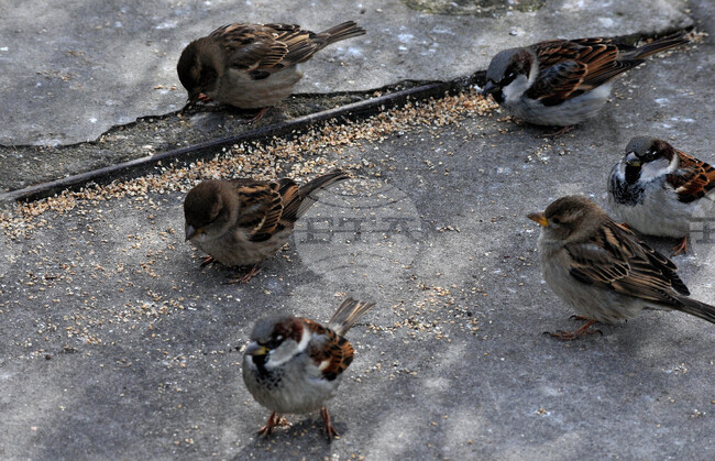 Дивите птици се нуждаят от подкрепа в студа, напомнят организации 