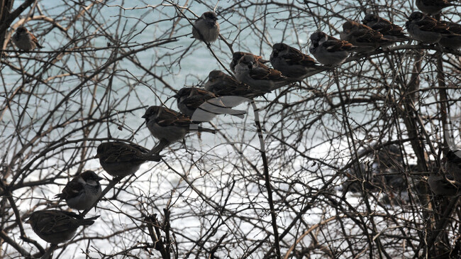 Bird Protection Organization and Sofia Zoo Urge Public to Feed Birds in Freezing Weather