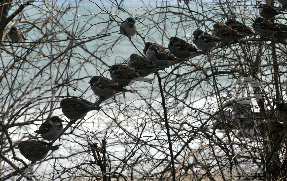 Bulgaria’s Seventh Sparrow Counting Campaign Counts 3,556 Birds, Down by 1,468 from 2022