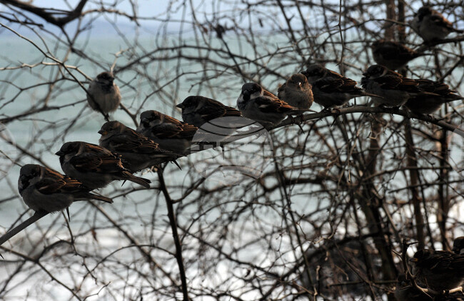 Бургас - зима - птици