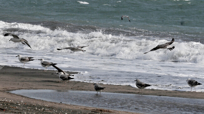 В румънския курорт Мамая отново са открити възможни останки от дрон, изхвърлени на плажа от морските вълни