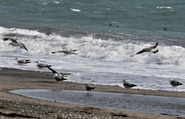 Филмът „Аз, морето – живот в мълчание“ показва уникалността на Черно море и разкрива опасностите пред него, каза Мартин Томов от „Грийнпийс – България“
