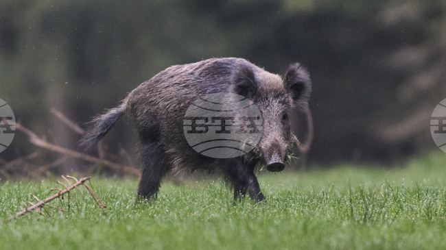 Учени разкриха уникални генни адаптации при дивата свиня, породени от нейната миграция