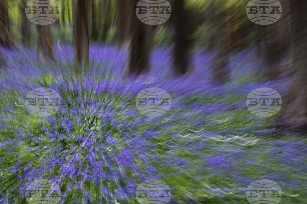 APTOPIX Be Well Spring Blossoms Bluebells
