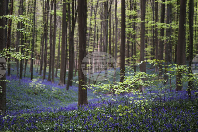 Гръцкото "дърво на смъртта" може да помогне в битката срещу раковите заболявания
