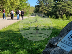 Хасково - "Южна пролет" - фиданка