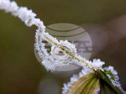 Картина от изложбата „Флорална еклектика“. Снимка: Sofia Green Gallery