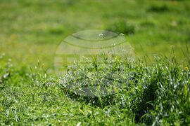 Бургас - тревни площи - косене