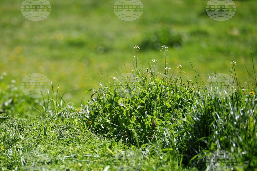 Бургас - тревни площи - косене