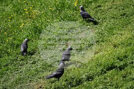 Бургас - тревни площи - косене