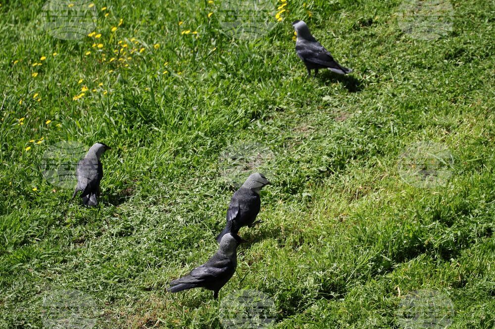 Бургас - тревни площи - косене