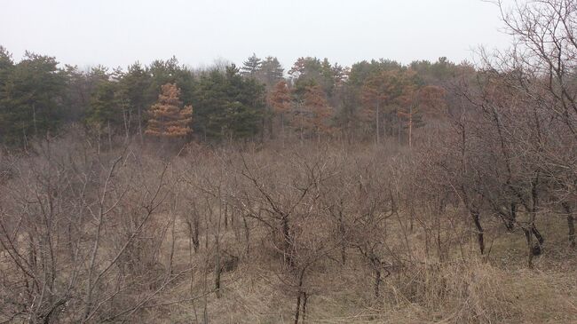 България изостава с възобновяването на горите, а качеството на дървесината се влошава, предупреждават от БКДМП
