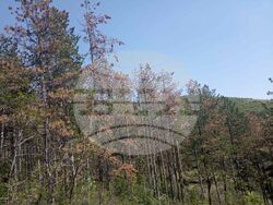 Снимка: Сдружение “Браншова камара на дървообработващата и мебелната промишленост“