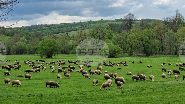 Близо 2,245 млн. лева компенсации получиха животновъдите, попадащи в зоните с ограничителни мерки във връзка с шарката по овцете и козите