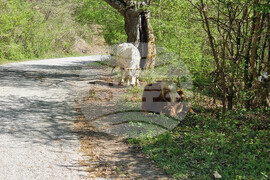 Село Въглен - изглед