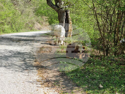 Село Въглен - изглед