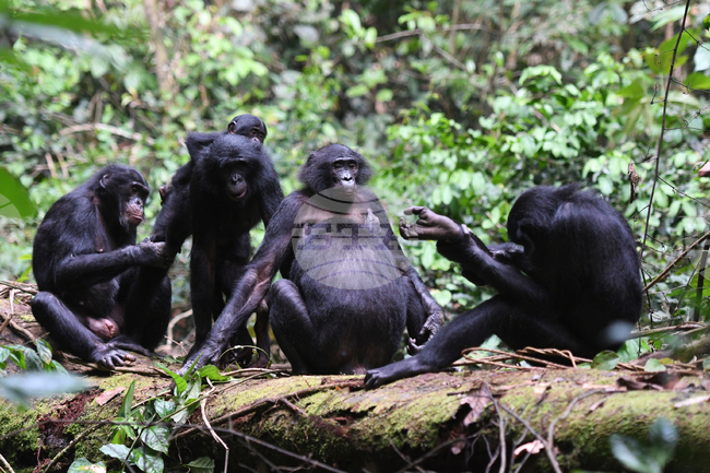 Маймуните бонобо може да са също толкова агресивни, колкото шимпанзетата, казват учени