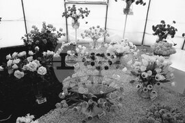 Национална изложба на цветя „Флора Бургас“