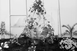 Национална изложба на цветя „Флора Бургас“