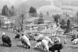 Копривщица