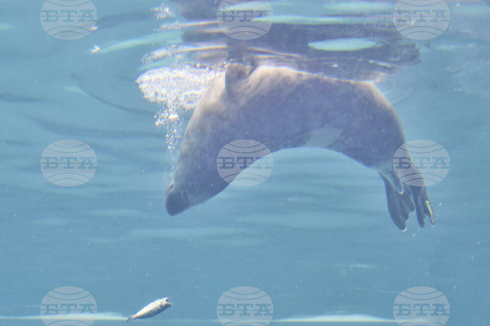 Netherlands Seals