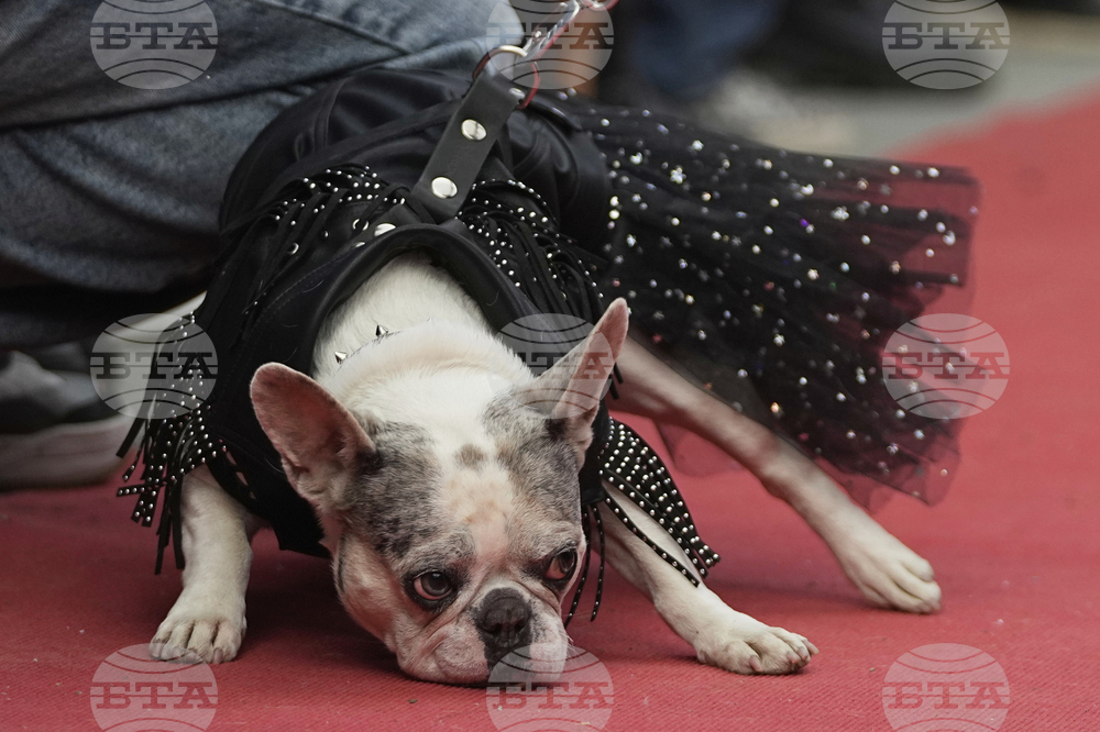Russia French Bulldogs Parade