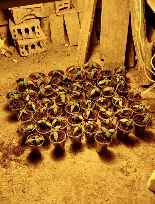 Обвиняем за отглеждане и държане на марихуана с цел разпространение от Попово е задържан под стража 