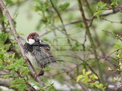 Снимка: Българско дружество за защита на птиците