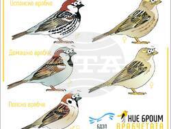 Снимка: Българско дружество за защита на птиците