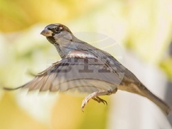 Снимка: Българско дружество за защита на птиците
