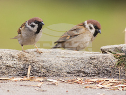 Снимка: Българско дружество за защита на птиците