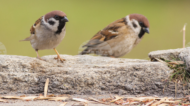 BSPB’s Dimitar Plachiyski: EU Nature Restoration Law Provides for Priority Measures for Habitats under Natura 2000