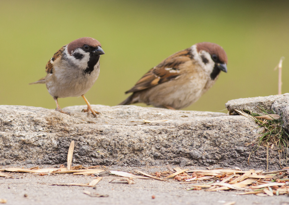 BSPB’s Dimitar Plachiyski: EU Nature Restoration Law Provides for Priority Measures for Habitats under Natura 2000