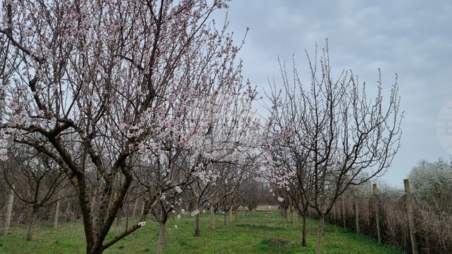 Община Търговище отдава под аренда чрез публичен търг 2877 дка земеделски земи