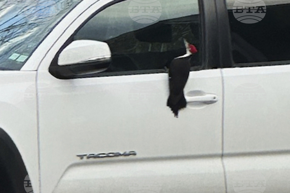 Woodpeckers Terrorize Town