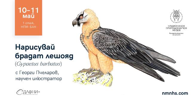 Националният природонаучен музей при БАН ще бъде домакин на работилница за научна илюстрация, посветена на брадатия лешояд