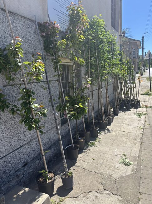 Над 50 дървета ще бъдат засадени по тротоарите и в зелените площи на благоевградското село Падеш