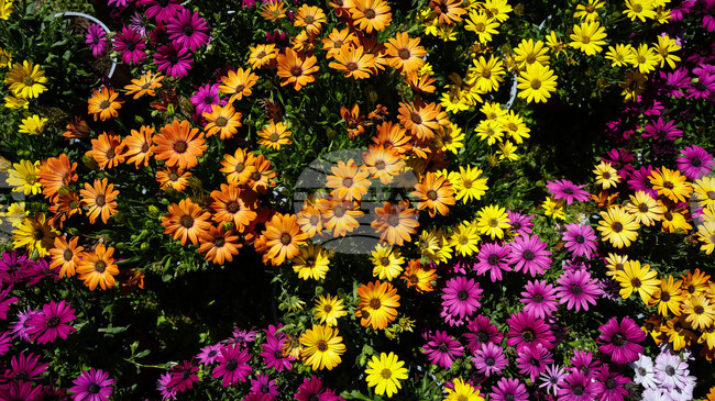 41st Flora Burgas Exhibition to Open on May 1 Dedicated to Giro d'Italia