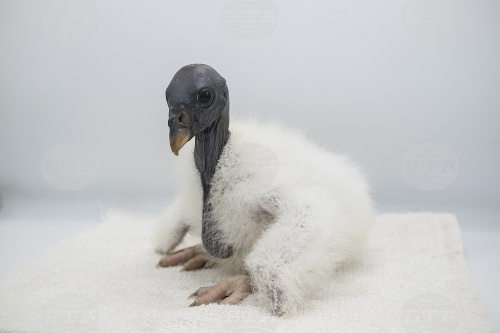 Zoo-Baby Vulture-Puppet
