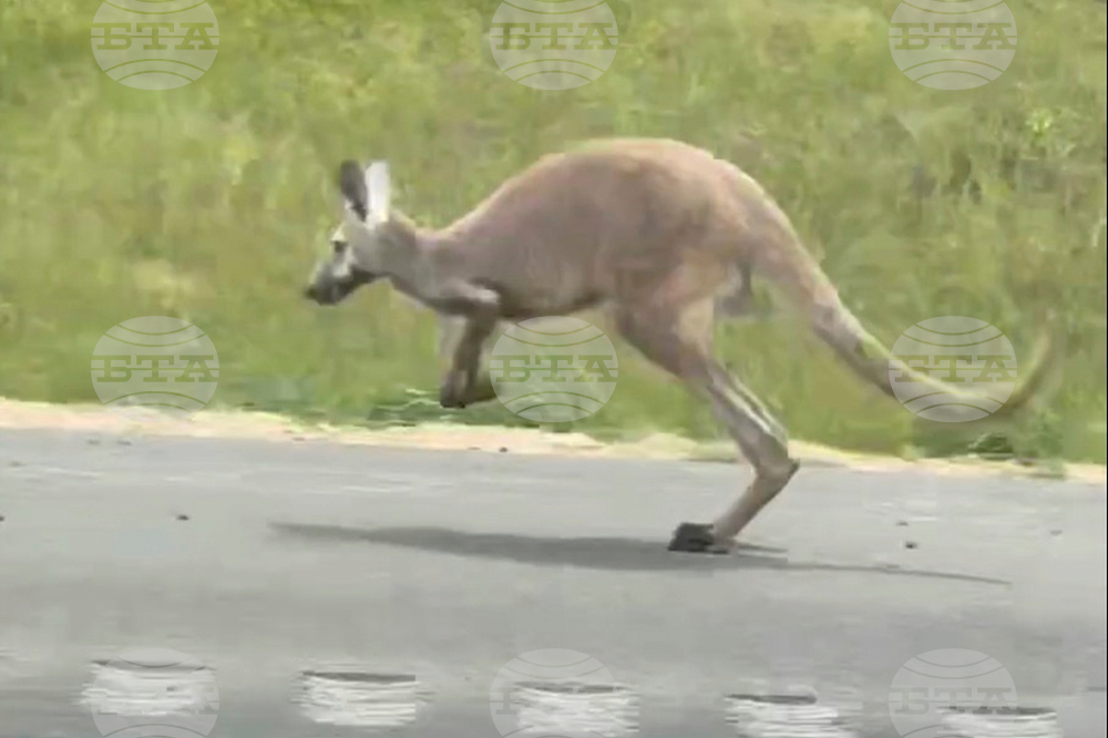 Escaped Kangaroo