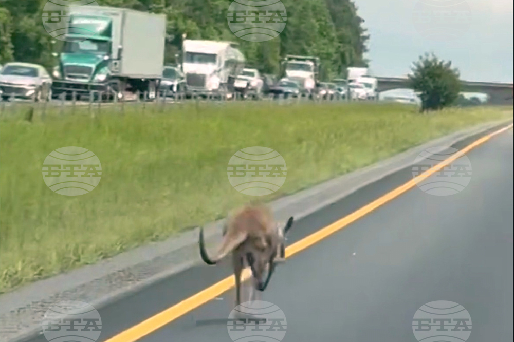 Escaped Kangaroo