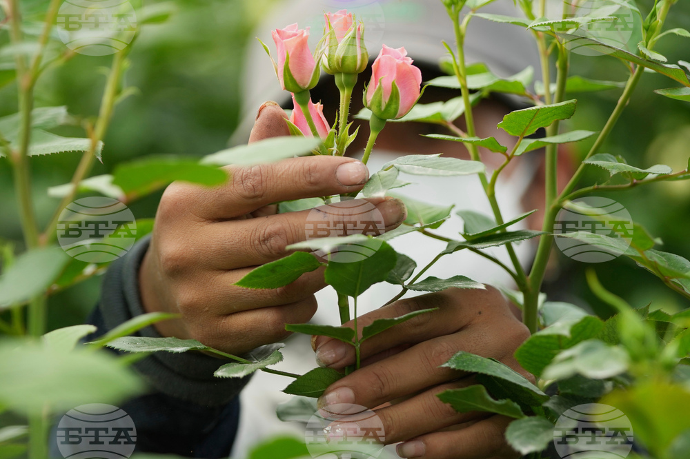 Ecuador Flowers