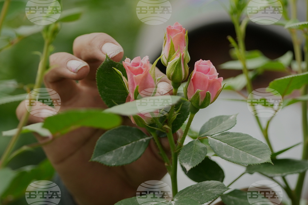 Ecuador Flowers