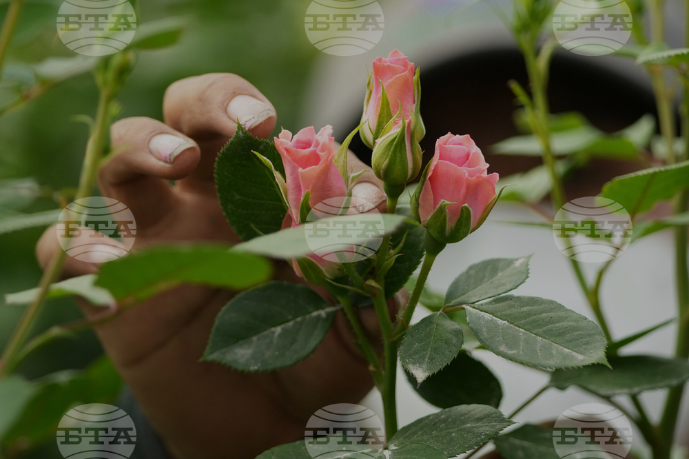 Ecuador Flowers