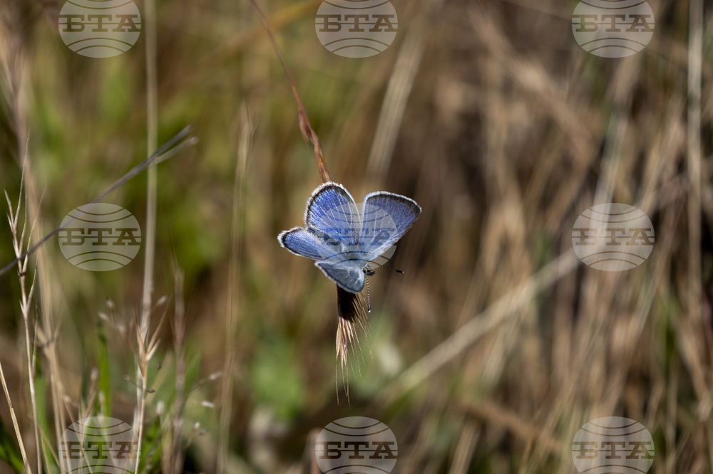 Butterfly Comeback