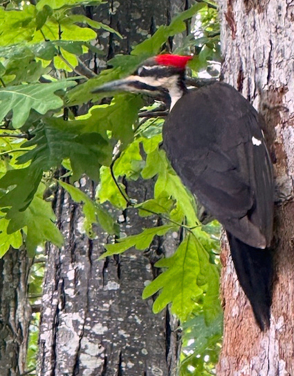 Woodpeckers Terrorize Town