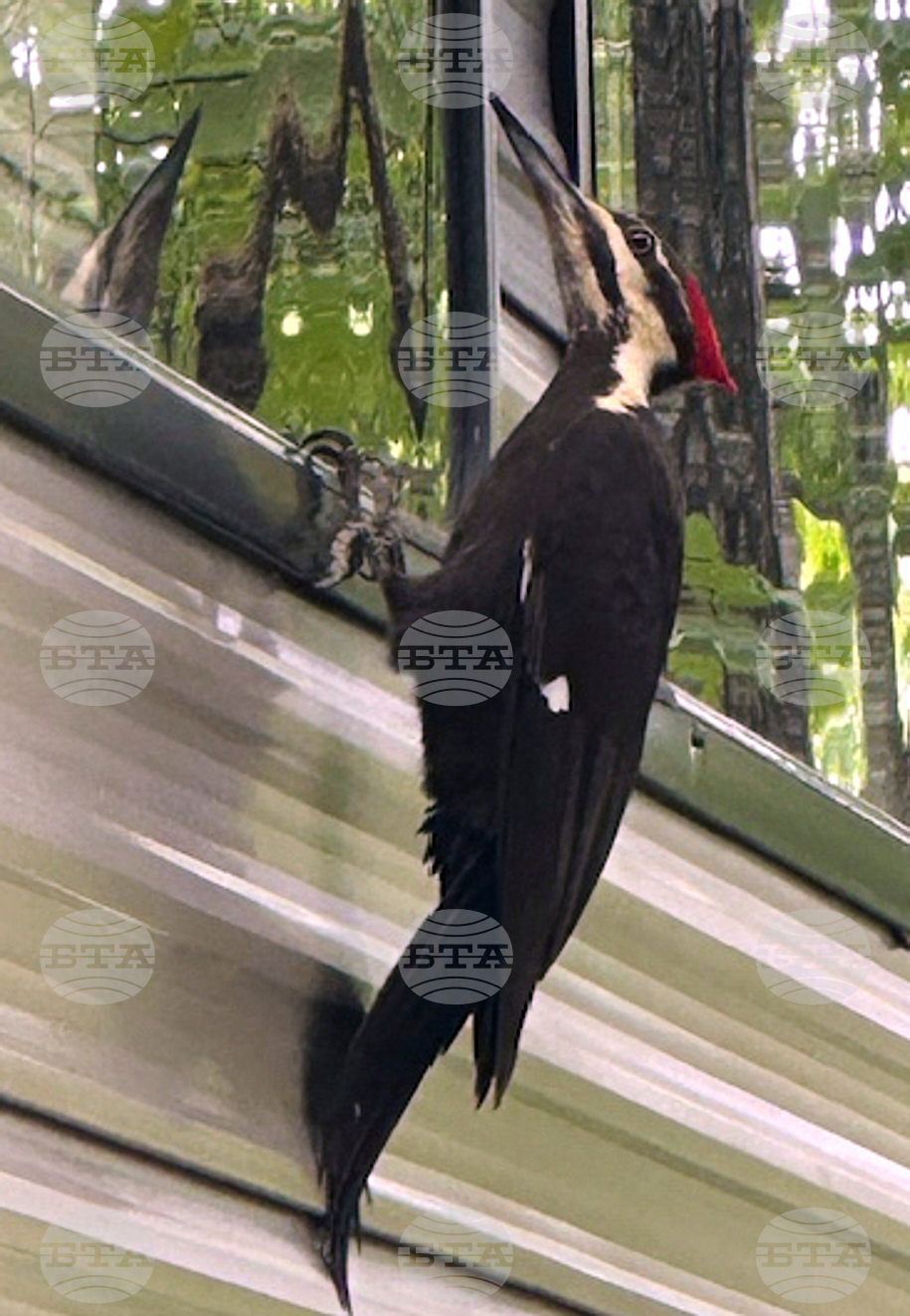 Woodpeckers Terrorize Town