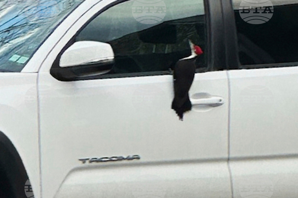 Woodpeckers Terrorize Town