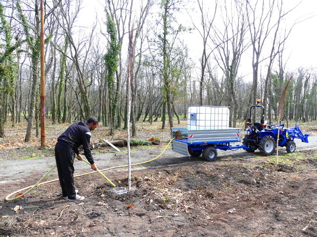 В градския парк на Нова Загора бяха засадени нови декоративни дървета