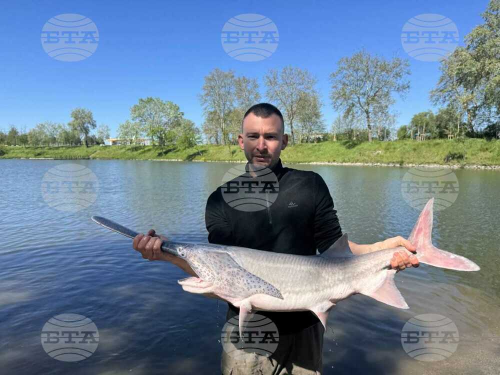 Yambol Municipality Releases Paddlefish Into Tundzha River